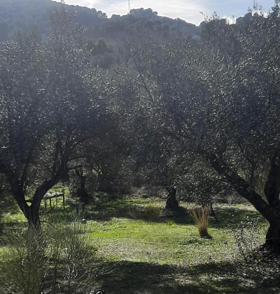 Terreno rústico en venta – Zona La Vega, Monda