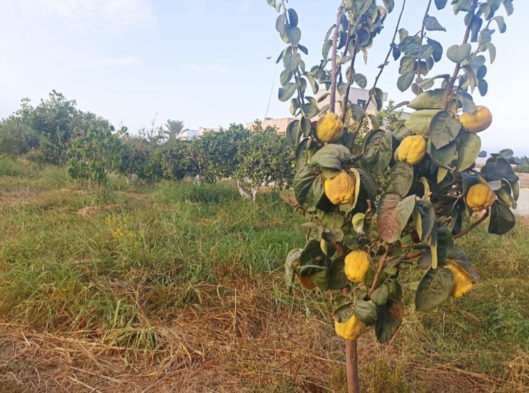 Parcela urbana llana en El Romeral – Alhaurín de la Torre