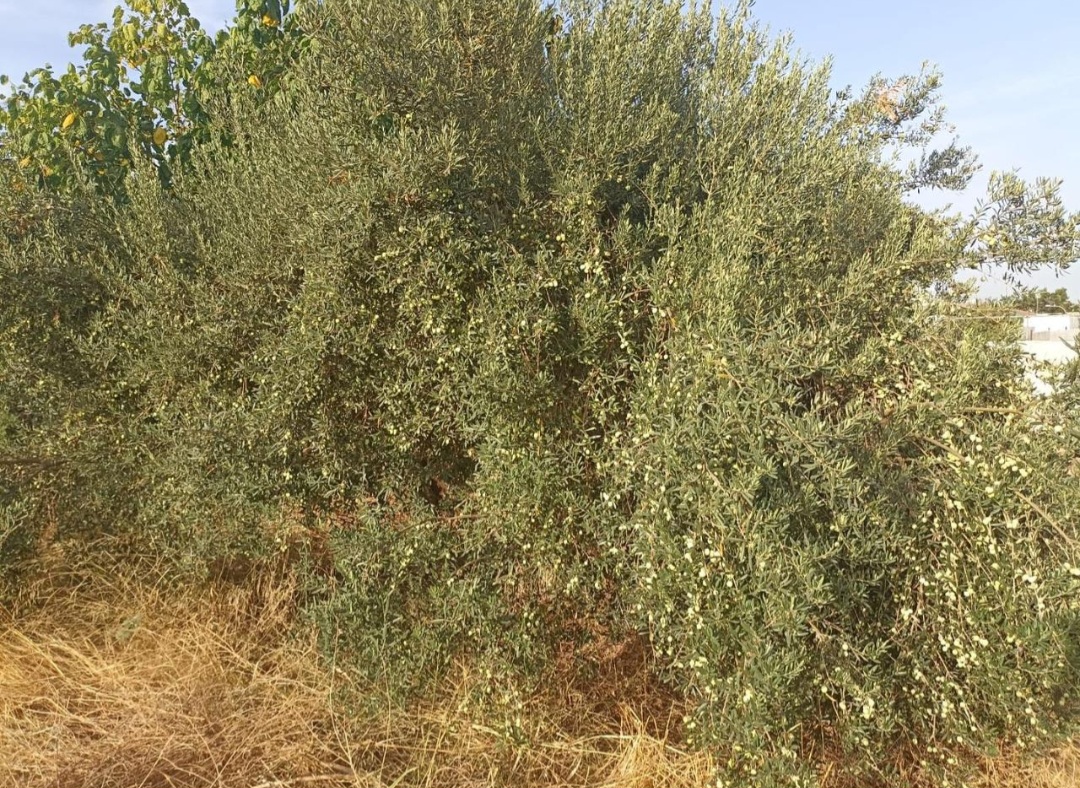 Parcela urbana llana en El Romeral – Alhaurín de la Torre