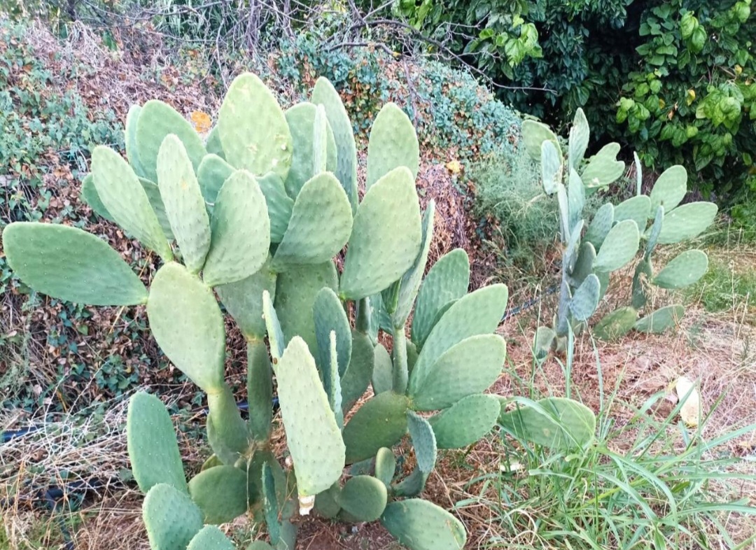 Parcela urbana llana en El Romeral – Alhaurín de la Torre