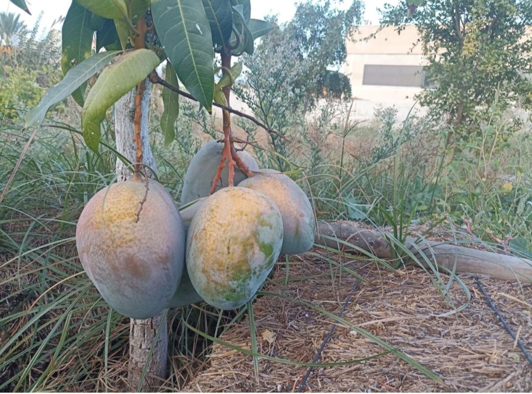 Parcela urbana llana en El Romeral – Alhaurín de la Torre