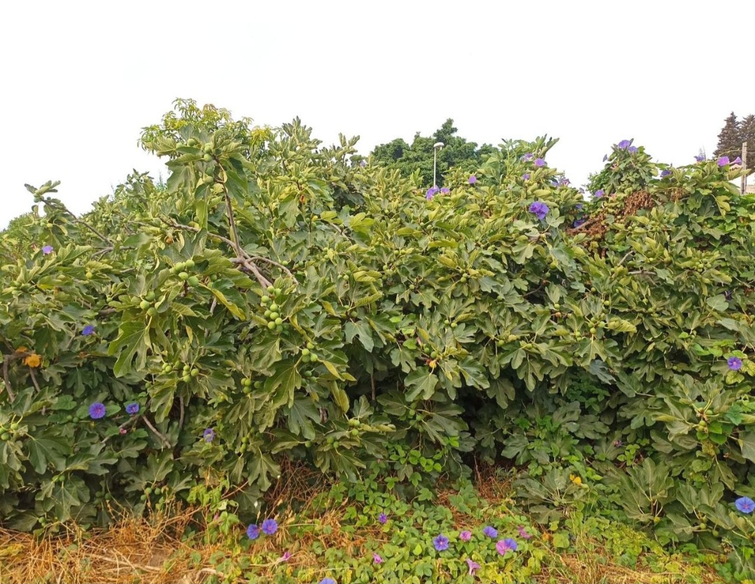 Parcela urbana llana en El Romeral – Alhaurín de la Torre