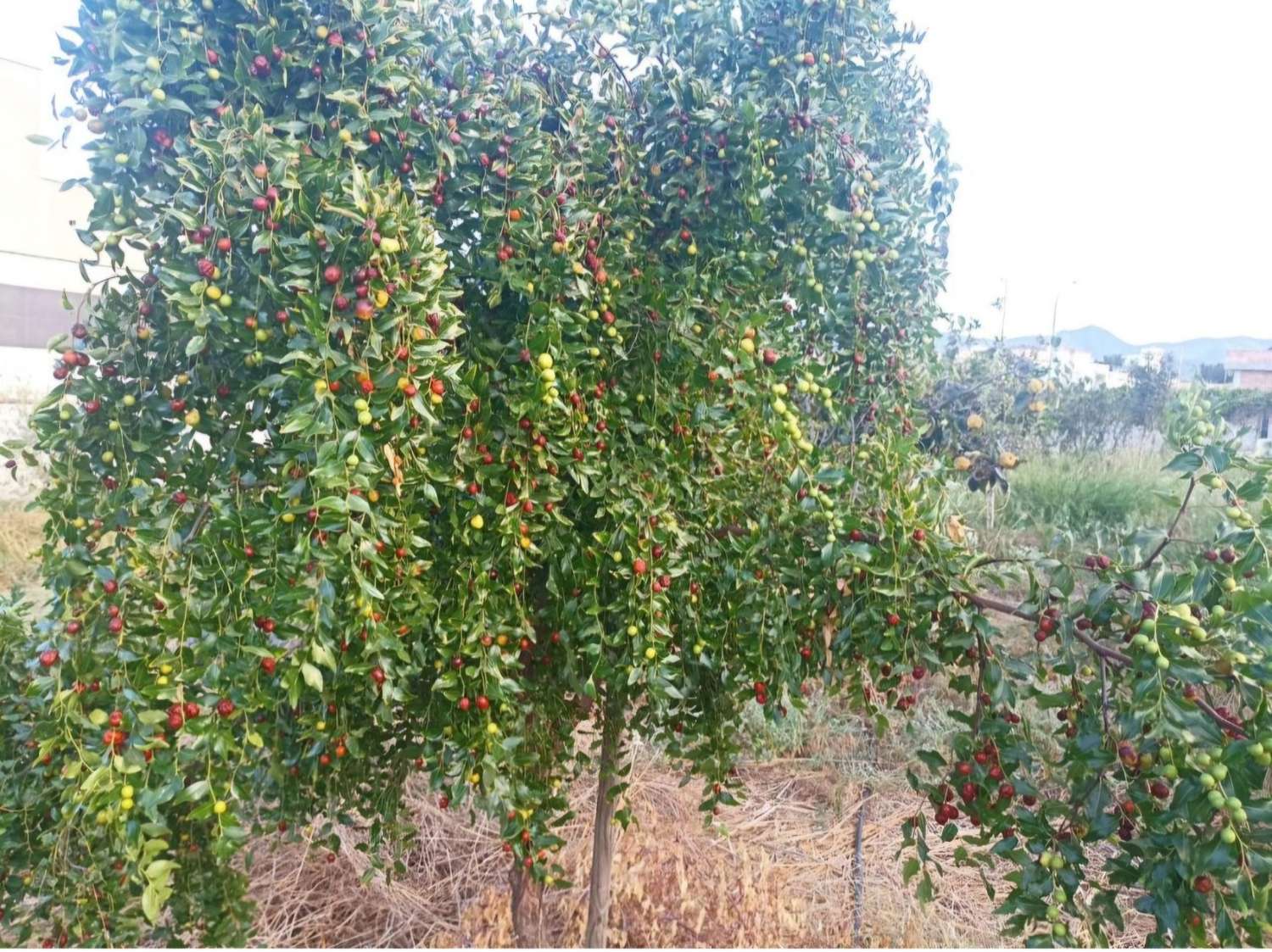 Parcela urbana llana en El Romeral – Alhaurín de la Torre