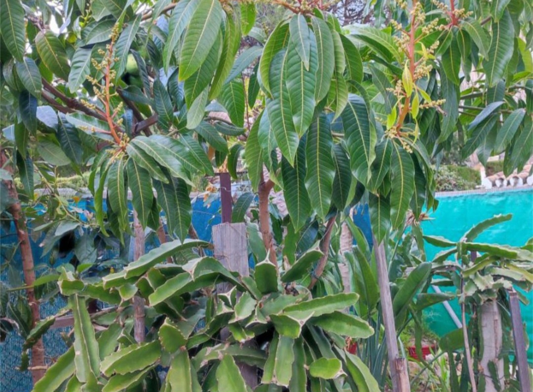 Encantadora casa adosada a solo 300 metros del mar en Calahonda, Mijas