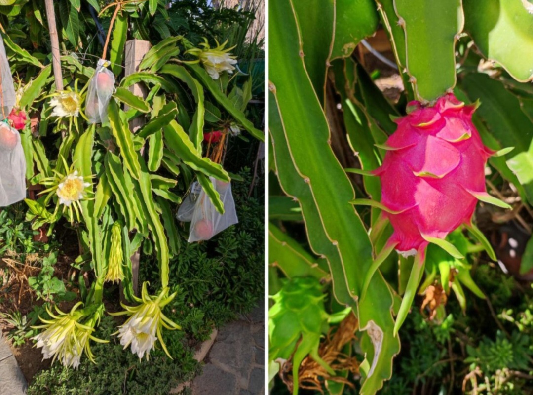 Encantadora casa adosada a solo 300 metros del mar en Calahonda, Mijas