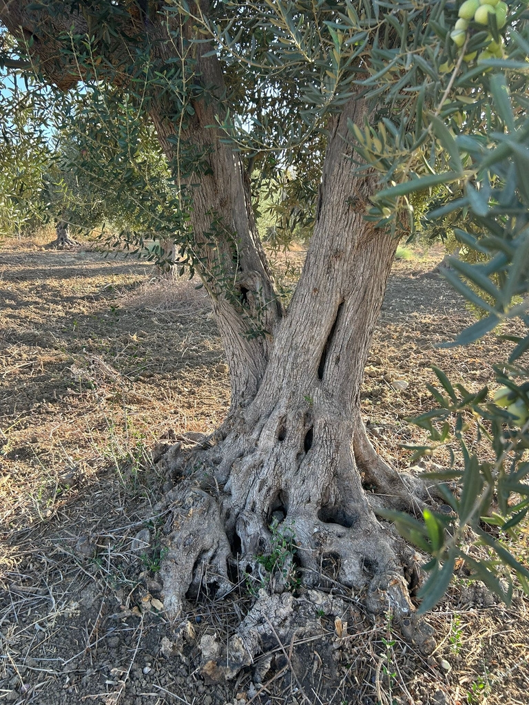 FInca en Alhaurin de la Torre