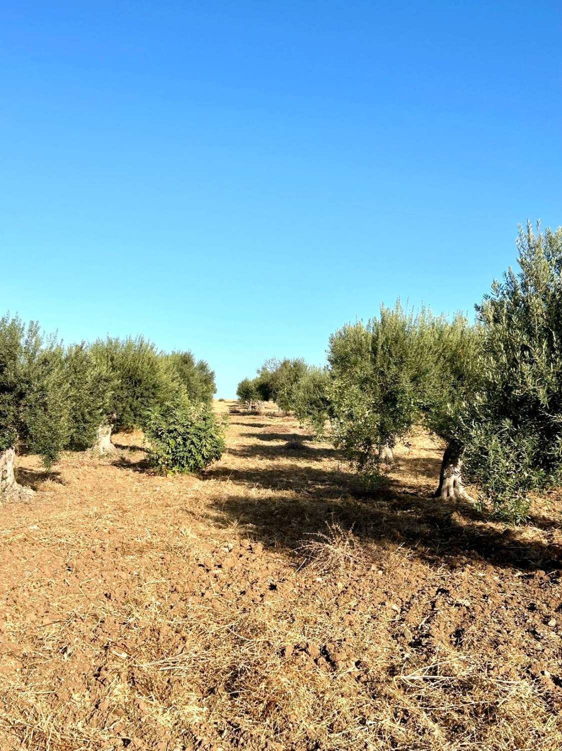 FInca en Alhaurin de la Torre