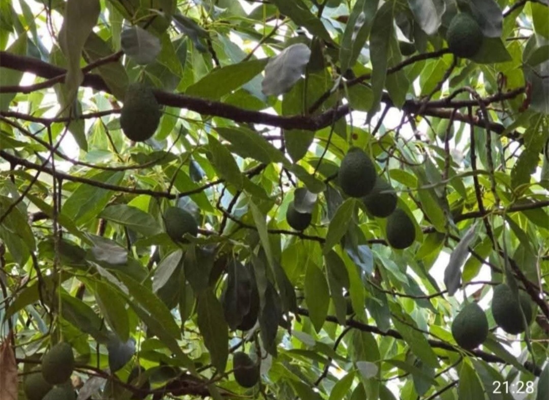 Finca rustica en Alhaurin El Grande