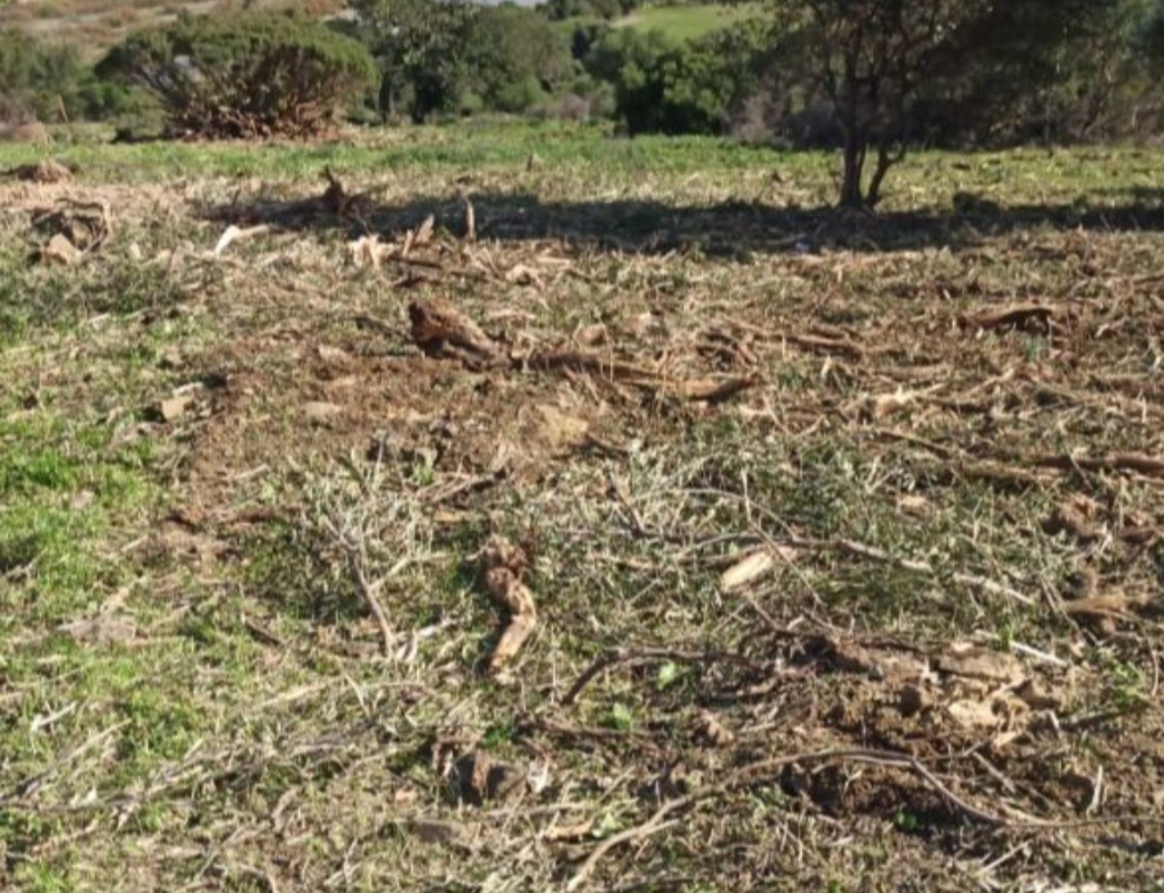 Finca rústica con pozo legal y posibilidad de vivienda unifamiliar – Casares